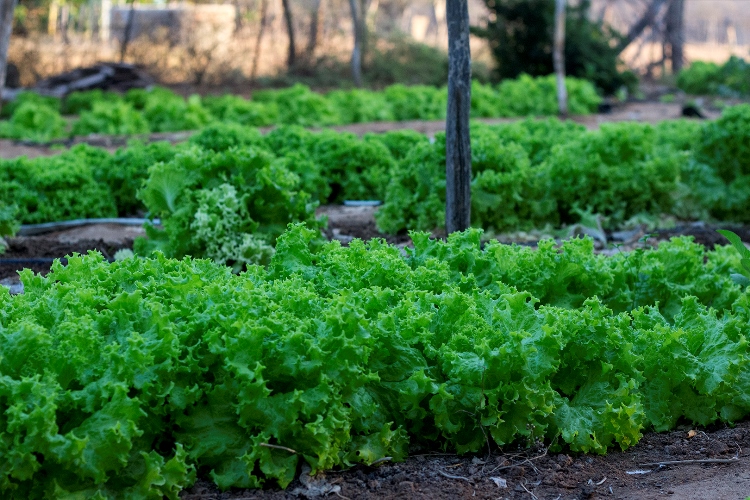 Alimentos que contam hist�rias de vida - Por que consumir produtos org�nicos?