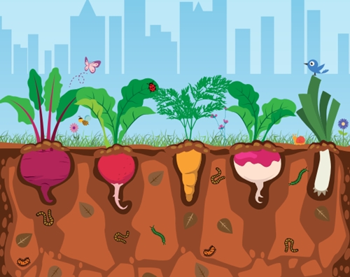 Cartilha auxilia na cria��o e manuten��o de hortas urbanas org�nicas