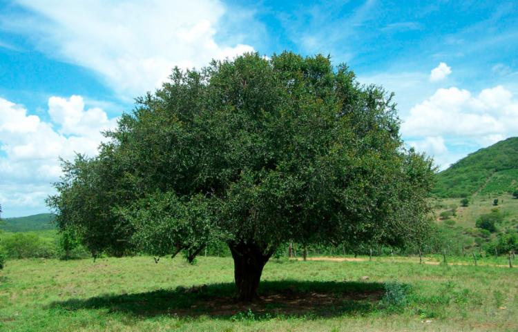 Estudantes do interior baiano criam biocombust�vel a partir da �rvore quixabeira