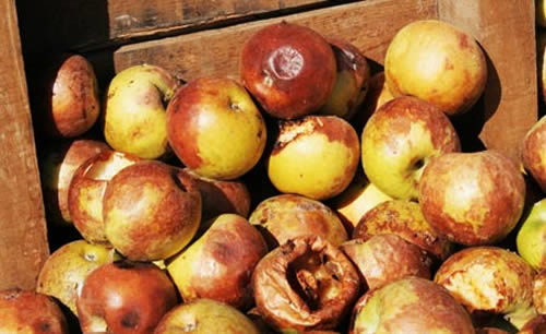 Consumo consciente - veja dicas para evitar desperd�cios de alimentos