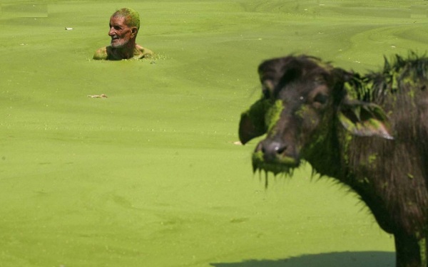 Mundo celebra o Dia do Meio Ambiente