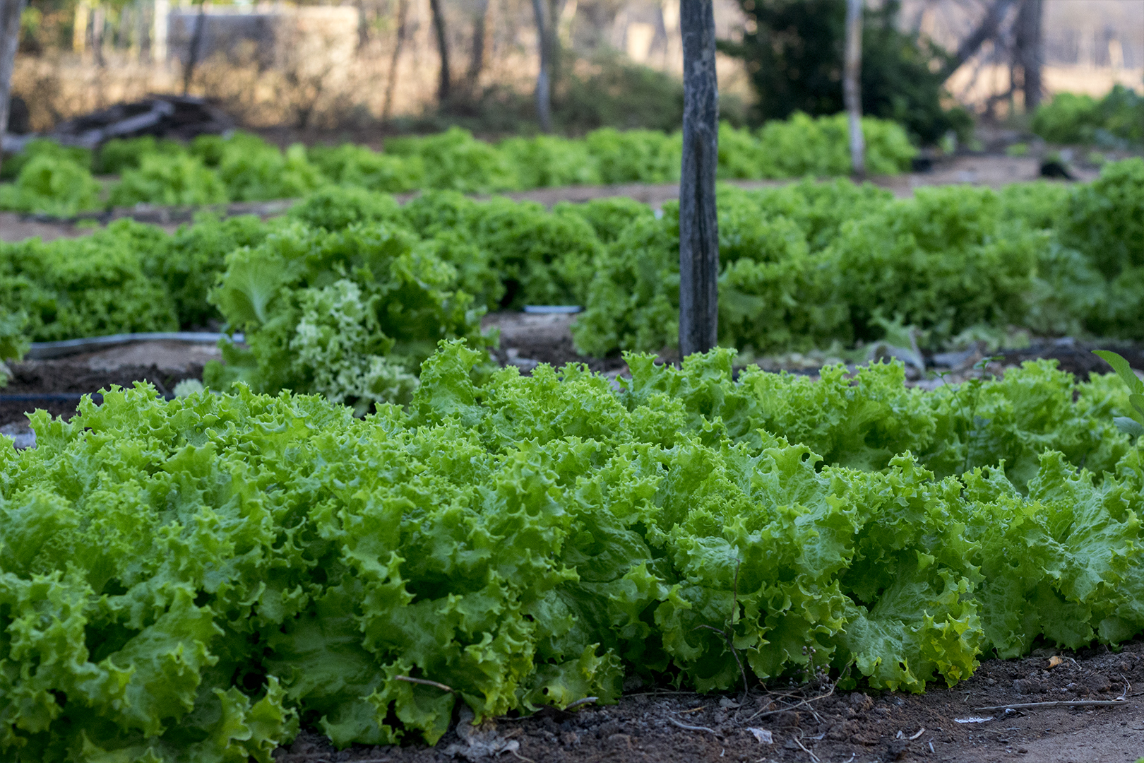 Tambor� Temperos e Hortifruti