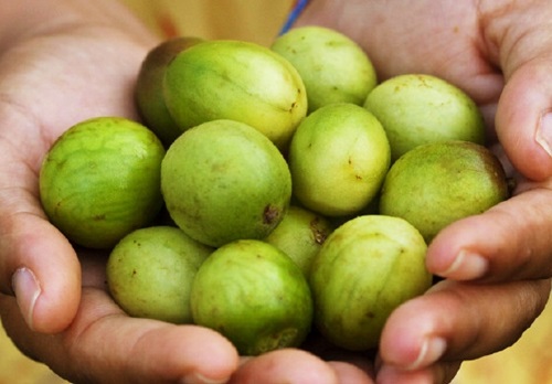 CESOL convida para Semin�rio sobre agricultura familiar em Caetit�