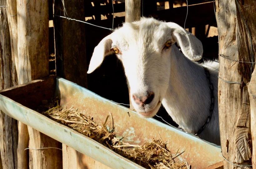 Estrat�gias para impulsionar o ovinocaprinocultura na Bahia s�o discutidas em reuni�o