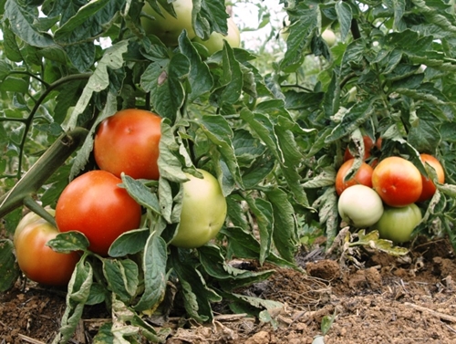 Comiss�o de Trabalho aprova repasse de 5% do FAT � agricultura familiar